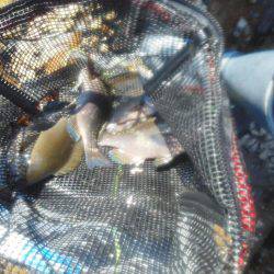 グレ・アオリイカ・共に小さい・・・・・・