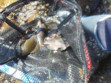 グレ・アオリイカ・共に小さい・・・・・・