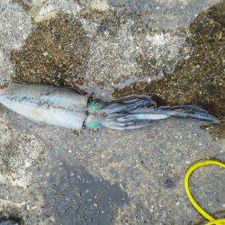 久し振りのアジつり・・・アオリイカ一杯・・