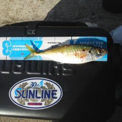 太刀魚とアジ・・