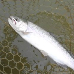 大安トラウトレイク 釣果