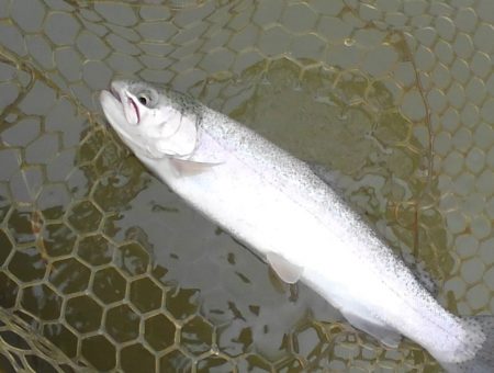 大安トラウトレイク 釣果