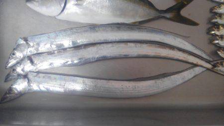 太刀魚&サビキ~ののませ!