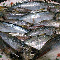 豆アジすこしサイズアップ♪