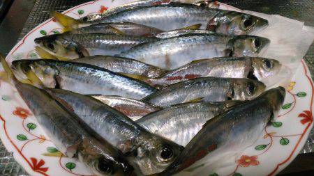 豆アジすこしサイズアップ♪