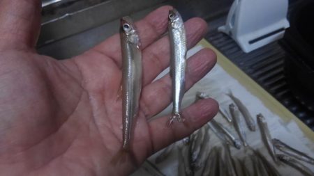今期初ワカサギ