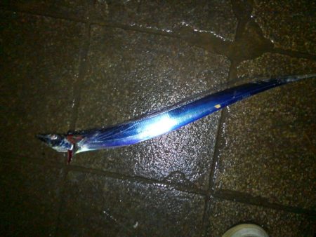 雨の中のタチウオ釣行