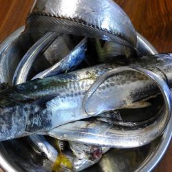 なんとか釣れた