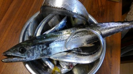 なんとか釣れた