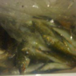 サイズもよくなってきた