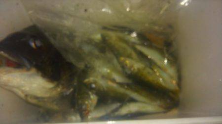 サイズもよくなってきた