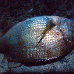 やっぱりのべ竿が好き!