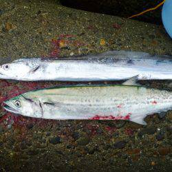 なんとか１匹～