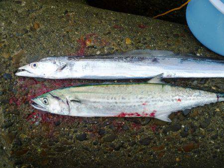 なんとか１匹～