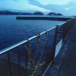 アイゴ33センチ