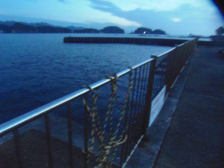 アイゴ33センチ