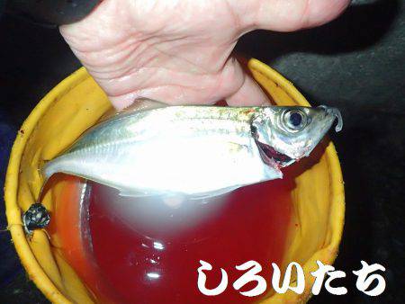 チヌ、タチウオ、ツバス長時間の釣り。