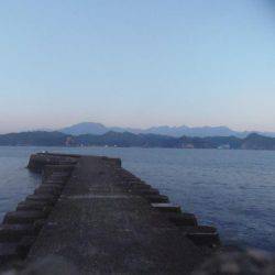 サンバソウとコッパグレばかり