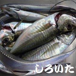 良型アジとタチウオ＋ハマチ