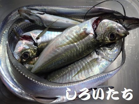 良型アジとタチウオ＋ハマチ