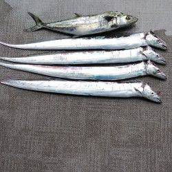 来ましたシーバス タチウオは数が出る