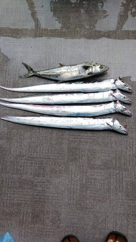 来ましたシーバス タチウオは数が出る