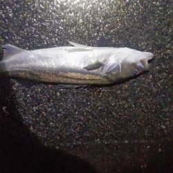 マイワシ　シーバス