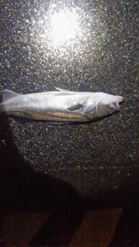 マイワシ　シーバス