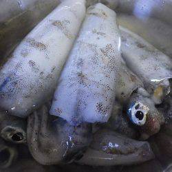 2日連続ティップラン