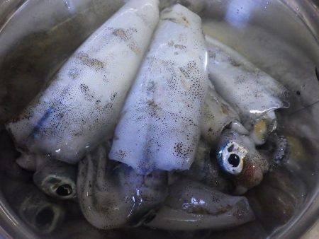 2日連続ティップラン