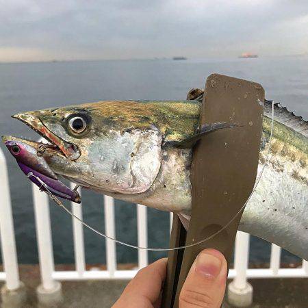 タチウオ・サゴシ・ツバス