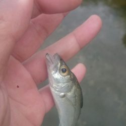 デイのアジングゲーム