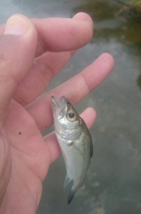 デイのアジングゲーム