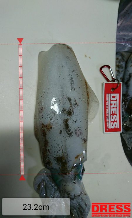 雨の中のボートエギング