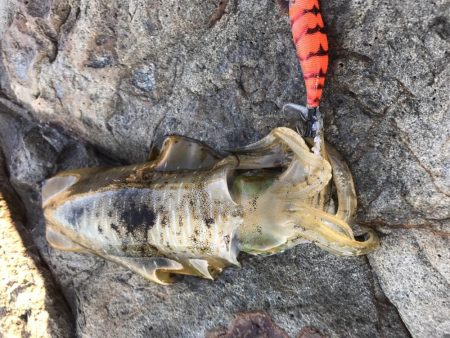 台風前にエギング