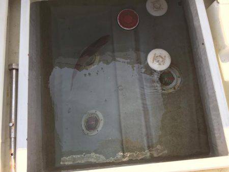 カンパチ、アジ