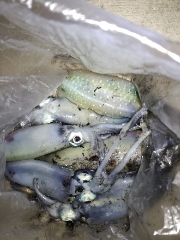 嫁さんとエギング