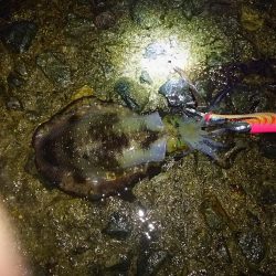 ナイタエギング渋い！