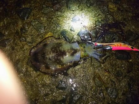 ナイタエギング渋い！