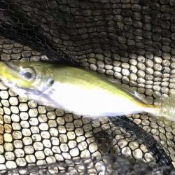 癒やしの豆アジング