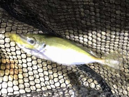 癒やしの豆アジング