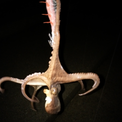 シーバスのトップゲーム