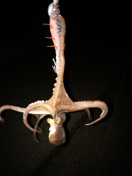 シーバスのトップゲーム