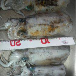 風 時々 アオリ