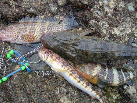 ショアジギングでオオモンハタ、アオハタ、ア…