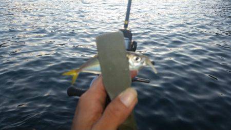 清掃活動に参加