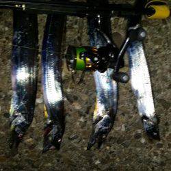 太刀魚は好調のはず