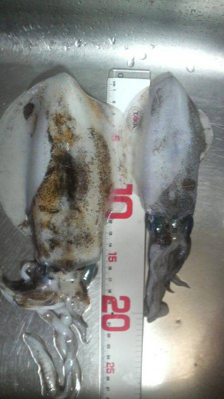 どこにお出かけですか?