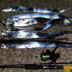 好調の太刀魚です