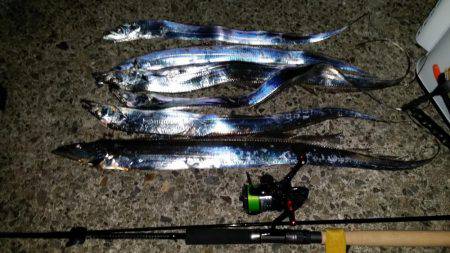 好調の太刀魚です